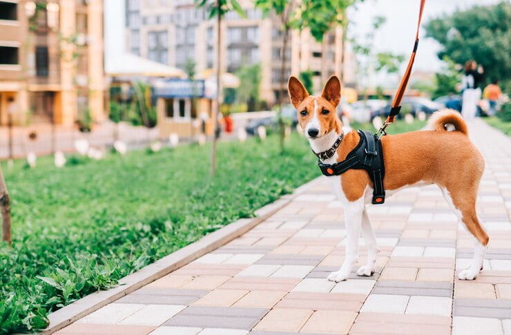 Dog walker Toronto
